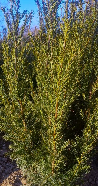 Taxus media Groenland wächst dicht und aufrecht und ist daher für immergrüne Hecken von bis zu 3m bestens geeignet. Die Nadeln sind dunkelgrün. Im Herbst trägt Taxus media Groenland dekorative rote Beeren. Die Sorte ist sehr gut frostverträglich und bevorzugt als Standort durchlässigen, lockeren Boden ohne Staunässe. Die Bechereibe wächst sowohl in der Sonne als auch im Schatten.