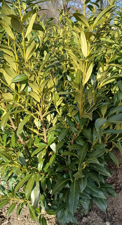 <p>Kirschlorbeer Herbergii wird gerne als Heckenpflanze verwendet. Er ist sehr robust und sehr gut schnittverträglich. Wer in kurzer Zeit eine schöne, dichte und pflegeleichte immergrüne Hecke plant, sollte sich für Kirschlorbeer Herbergii entscheiden.
  
  </p>
<ul>
  <li> Wuchs: lockerer dichter Wuchs</li>
  <li>Blatt: immergrün, saftige Grünfärbung</li>
  <li>Standortvoraussetzung: anspruchslos an den Boden, jedoch keine Staunässe,     </li>
  <li>sehr gut frosthart </li>
  <li> Jahreszuwachs: ca. 30 cm </li>
</ul>
