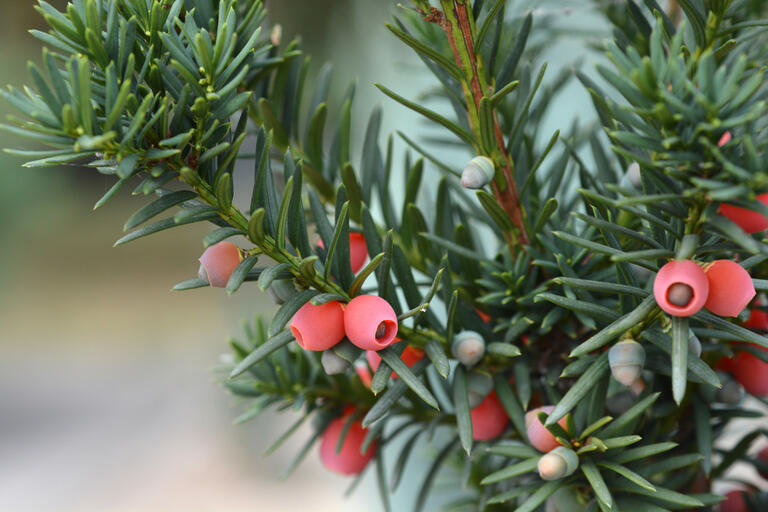 <p>Taxus media Hicksii, kann zur Einzelstellung, Gruppenpflanzung und Heckenpflanzung verwendet werden. Diese Eibensorte ist wie alle Eiben gut frosthart, äußerst robust und anspruchslos an den Boden. Diese weibliche Form der Bechereibe – Taxus media Hicksii – bildet sehr viele dekorativ leuchtend rote Beeren aus.
 </p>
<p> Eibe bevorzugt einen lockern Boden ohne Staunässe und wächst sowohl in der Sonne als auch im Schatten. Die Pflanze ist sehr frosthart und hat einen Jahreszuwachs von 20-30 cm. Taxus media Hicksii ist wie alle Eiben sehr schnittverträglich.</p>
