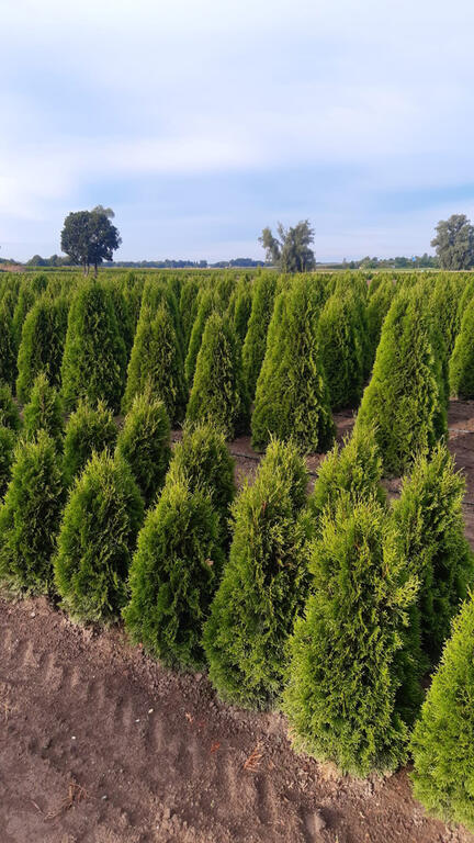 <p>Thuja Smaragd ist eine der beliebtesten Heckenpflanzen, da sie ein frischgrünes, dichtes Nadelwerk besitzt und sehr frosthart ist. </p>
<p>Sie zeichnet sich durch schnellen Wuchs und geringem Pflegeaufwand aus.</p>
<p>Pflanzeneigenschaften der Thuja Smaragd:</p>
<ul>
  <li> Wuchs: schmal kegelförmig</li>
  <li> Nadeln / Blatt: immergrün, schuppenförmig angeordnet</li>
  <li> Standortansprüche: frisch bis feuchter Boden , Sonne bis Schatten , keine Staunässe</li>
  <li> sehr gut frosthart</li>
  <li> Jahreszuwachs: ca. 20-30 cm</li>
</ul>
