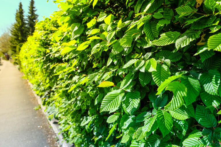 <p>Die Hainbuche, (Carpinus betulus) kann als Heckenpflanze in jedem Garten einen sehr schönen Blickfang darstellen. Dies wird durch die dekorativen Blätter der Carpinus Betulus erreicht. Diese sind im Frühjahr hellgrün im Austrieb, werden im Sommer eher sattgrün und verfärben sich später in ein herbstliches gelb. 
Hainbuchen sind an ihren Standort anspruchslos und sehr winterhart. Der Jahreszuwachs liegt zwischen 30 und 70 cm. 
Hainbuchen sollten regelmässig geschnitten werden um einen gut verzweigten Sichtschutz zu bilden. Hainbuchenhecken sind sehr gute Brutgehölze für viele Vogelarten.</p>