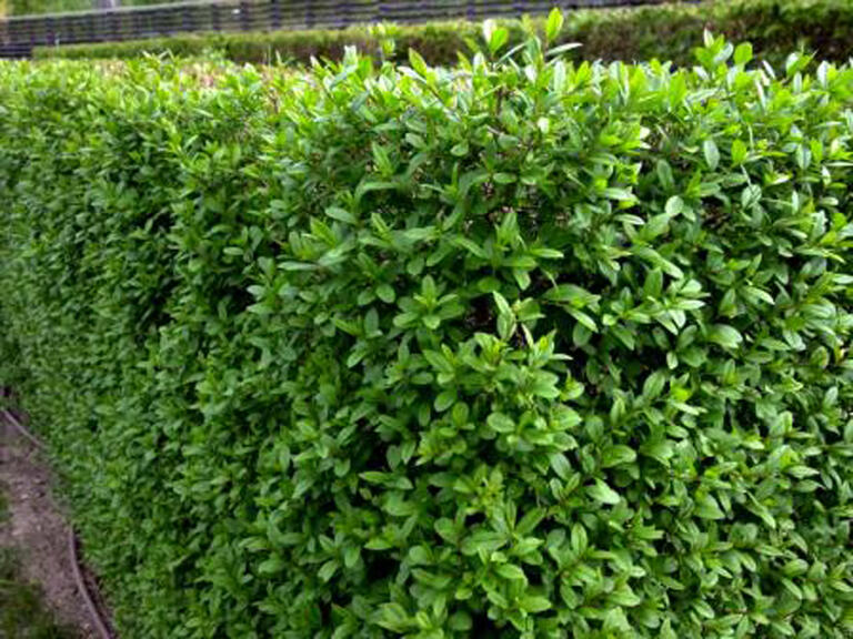 <p>Liguster ist eine der beliebtesten Heckenpflanzen. Er ist robust und recht anspruchslos und wächst dicht bzw. verzweigt von Schnitt zu Schnitt mehr zu einer tollen, gut durchzweigten Hecke.</p>
<p>Die Blätter des Ligusters sind länglich dunkelgrün, witterungs- und standordbedingt kann der Liguster bei starkem Frost sein Laub während des Winters verlieren.</p>
<p>Liguster bevorzugt lockern Bodern und wächst zuverlässig in der Sonne als auch im Schatten.</p>
<p> Der Jahreszuwachs liegt bei 40 bis 80 cm.</p>