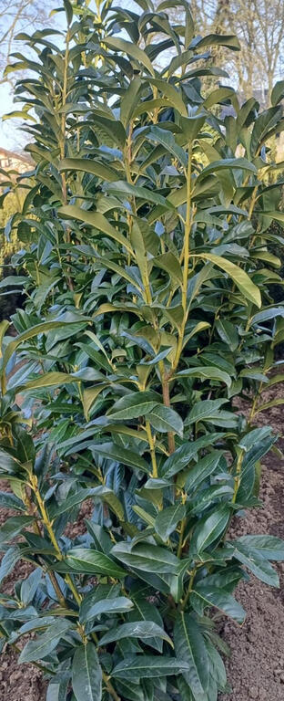 <p>Diese Sorte wächst schlankaufrecht und bildet eine dichte immergrüne Hecke. Prunus Genolia wächst nicht so sehr in die Breite wie fast alle anderen Kirschlorbeerarten und muss deshalb weniger geschnitten werden.  Eine der schönsten Kirschlorbeersorten auf dem Markt.
  
 </p>
<ul>
  <li>  Wuchs: schlank aufrecht, dicht im Blattwerk, wuchert nicht, schön schmal bleibend</li>
  <li> Blatt: immergrün, saftige Grünfärbung</li>
  <li> Standortansprüche: anspruchslos, jedoch keine Staunässe, Sonne bis Schatten</li>
  <li> Winterhärte: mäßig - gut frosthart</li>
  <li> Jahreszuwachs: ca. 25-40 cm<br />
  </li>
</ul>