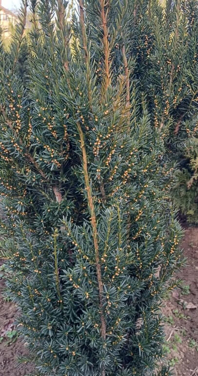 <p>Taxus media Hillii ist gut schattenverträglich und bildet keine Beeren. </p>
<p>Eiben bevorzugen lockeren Boden ohne Staunässe. Sie wachsen zuverlässig sowohl in der Sonne als auch im Schatten. Die immergrüne Pflanze ist sehr frosthart und schnittverträglich, da es sich um die männliche Eibe handelt bekommt sie keine Beeren. Der Jahreszuwachs liegt bei 20-30cm.</p>

